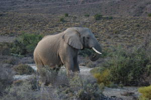 Male elephant