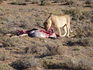 Lion eating Oryx