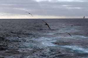Birds at sea