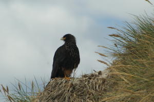 Striated Caracara