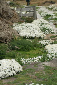 Flower lined path