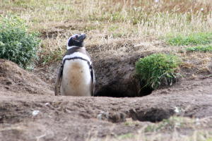 Magellanic Penguin in its burrow