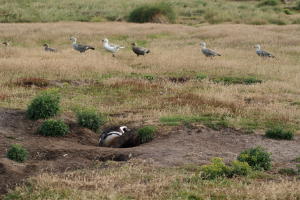 Penguin and Upland Geese