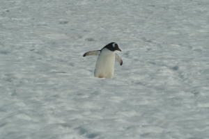 Gentoo in the Snow