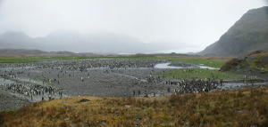 King penguin colony