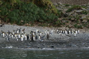 King Penguins on shore