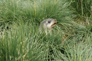 Fur Seal