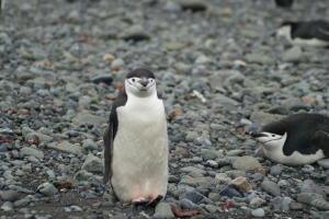 Chinstrap Penguins