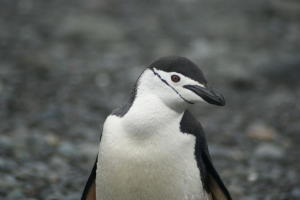 Chinstrap Penguin