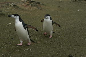 Chinstrap Penguins