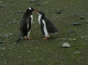 Gentoo with chick