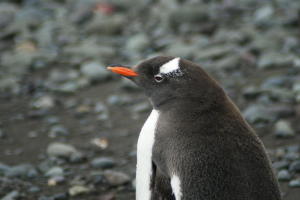 Gentoo Closeup