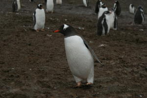 Gentoo Penguin