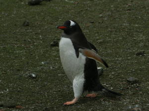 Gentoo Penguin