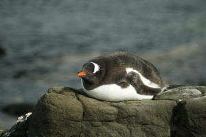 Gentoo Chick