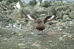 Skua