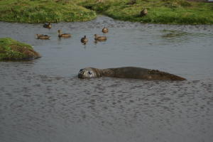 Elephant Seal