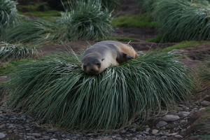 Fur seal