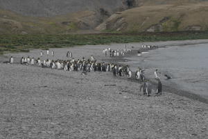 King Penguins