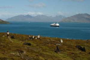 Seals view our ship