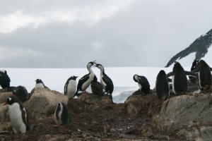 Blue Eyed Shags and Gentoos