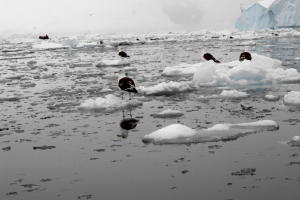 Kelp Gulls on Ice Floes