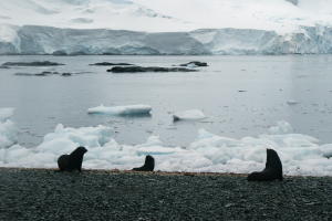 Fur Seals on beach