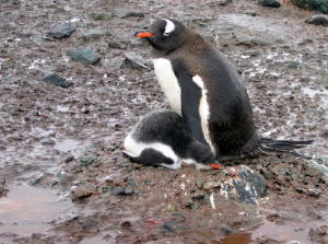 Gentoo with chick