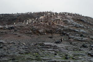 Gentoo Penguin Colony