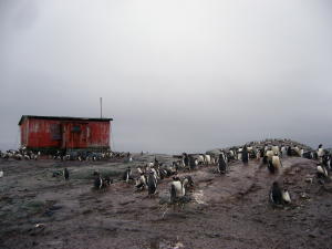 Penguins in Mud