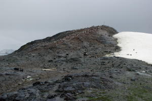 Gentoo Penguin Colony