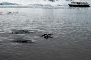 Penguins Swimming