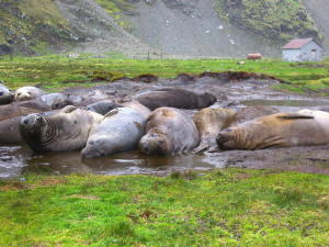 Elephant Seals