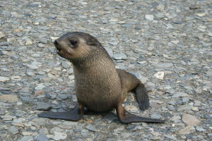 Fur Seal Pup