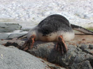 Gentoo Feet