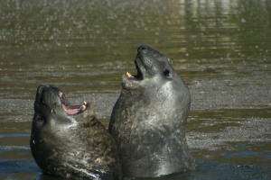 Elephant Seals Bellowing