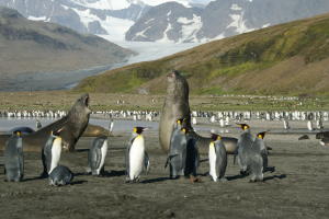 Elephant Seals Bellowing