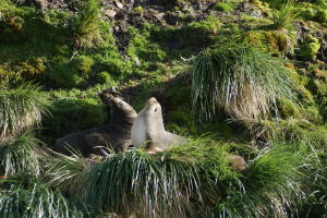 Fur Seal Nest