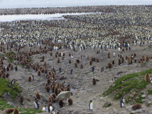King Penguin Breeding colony