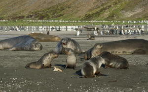 Elephant and Fur Seals