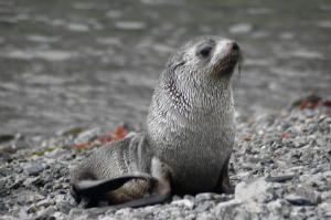 Fur Seal
