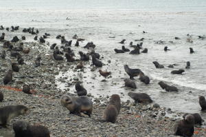 Fur Seal Pups