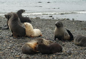 Fur Seals