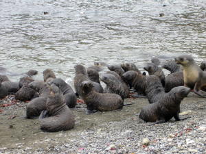 Fur Seals
