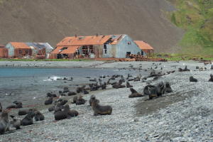 Fur seals on beach