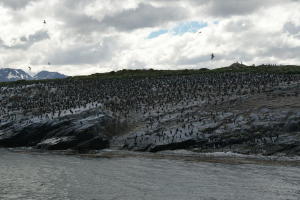 Cormorant breeding colony