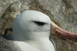Black-browed albatross