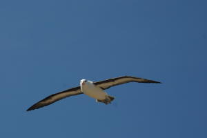 In flight