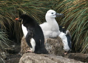 Rockhopper and albatross chick