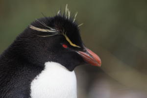 Rockhopper Penguin